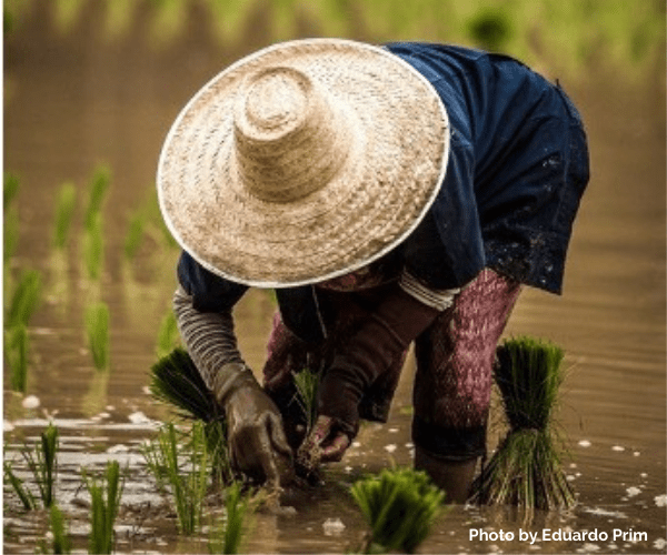 https://sustainablerice.org/wp-content/uploads/2022/11/Rice_Exchange_Eduardo-Prim.png