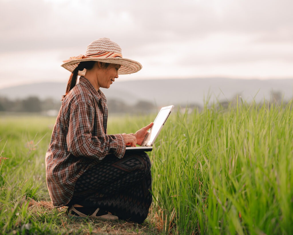 Rice Faq Women,Holding,Laptop,And,Checking,Rice,Field,In,Organic,Farm ...