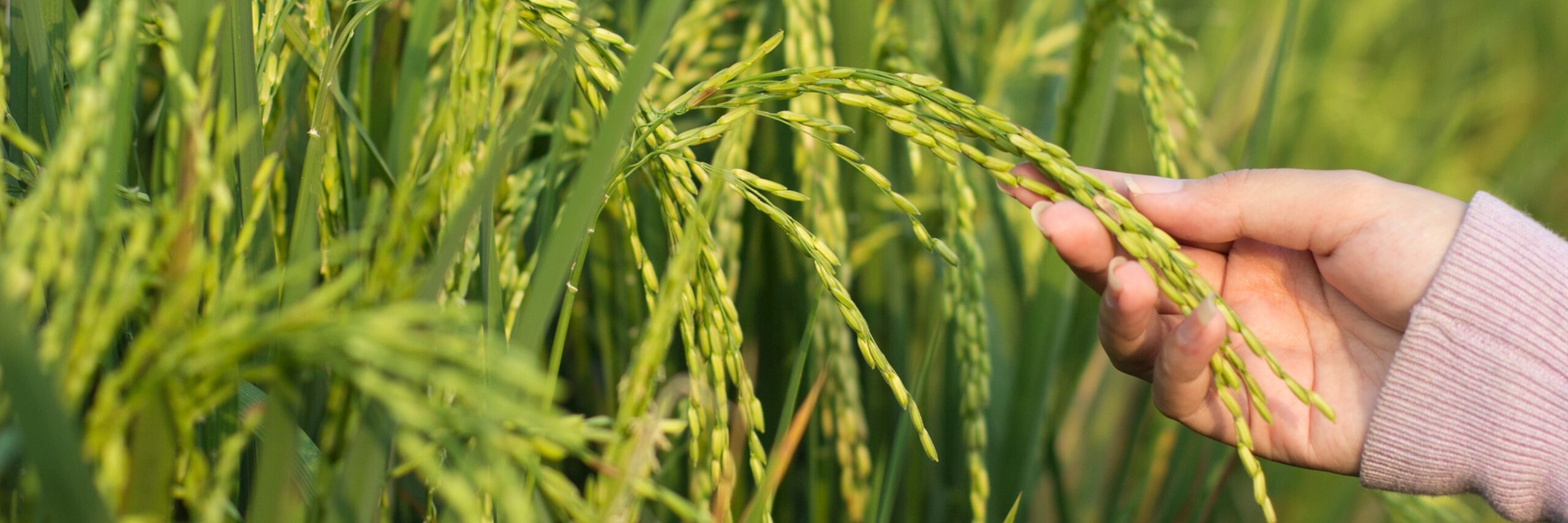 11-the-rice-plants-khalidlillibeth