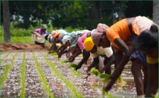 SRP Internal Management System Standard for Producer Groups