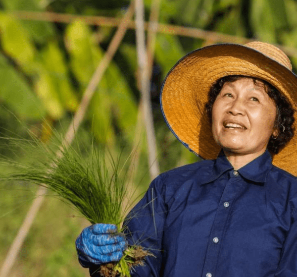 Sustainable Aromatic Rice Initiative Thailand - SARI Project Final Report