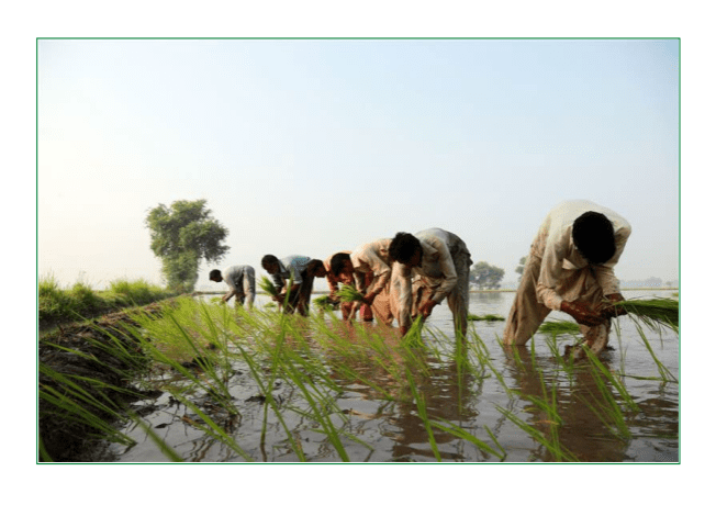 SRP Monitoring, Evaluation and Learning System Report