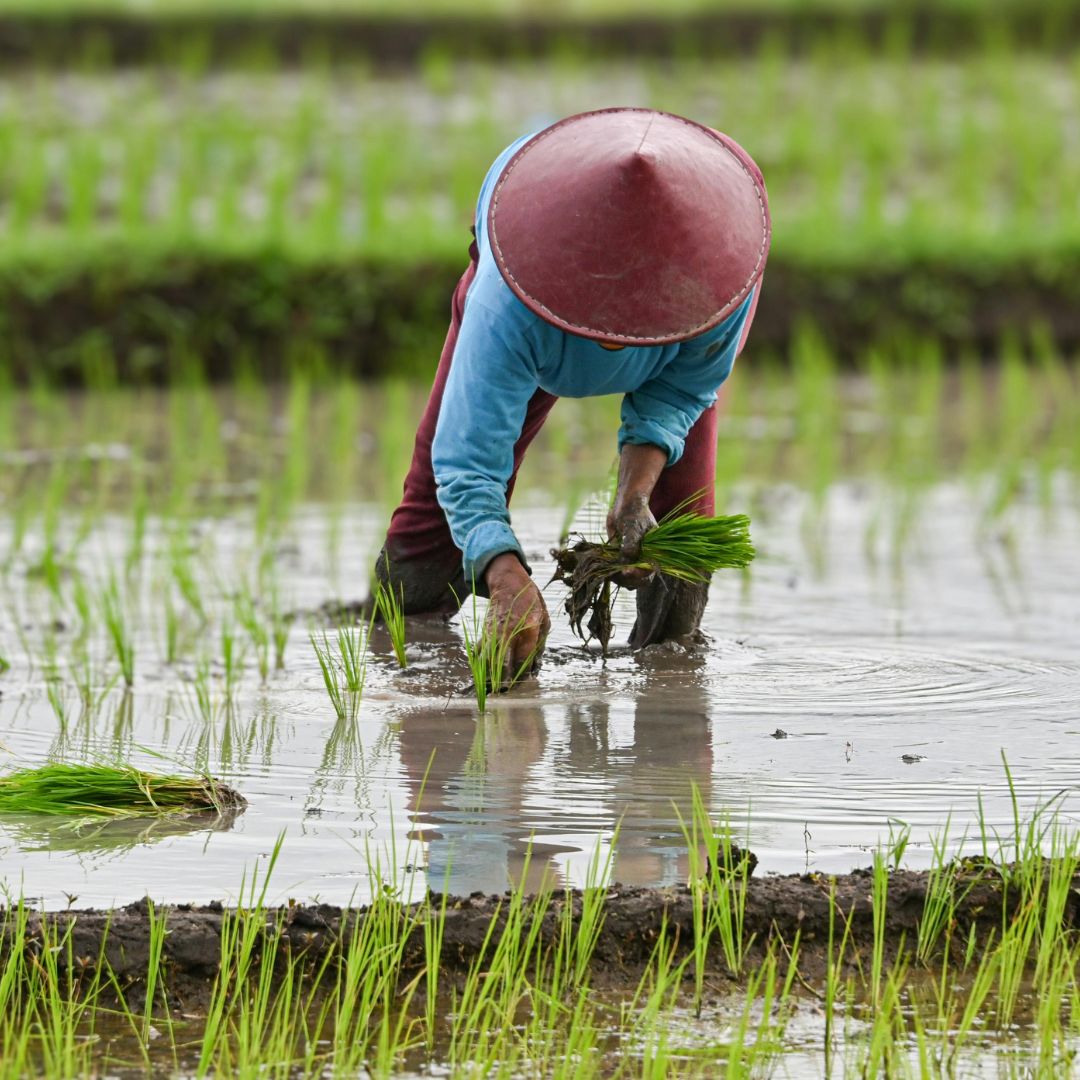 Mars Rice Mars Strengthens Sustainable Rice Efforts in Partnership with SRP ...